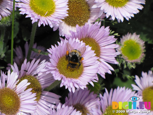 SX06909 Bumble bee (Bombus lucorum) on Aster dumosis Apollo